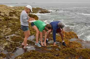 educational-resources-intertidal-transects