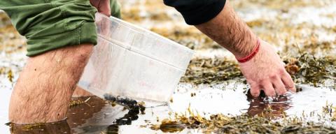 foraging-intertidal