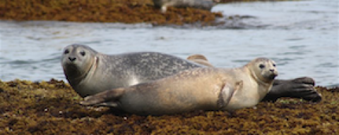 Harbor seals at neighboring Duck Island.
