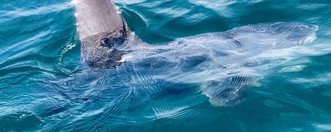 mola mola