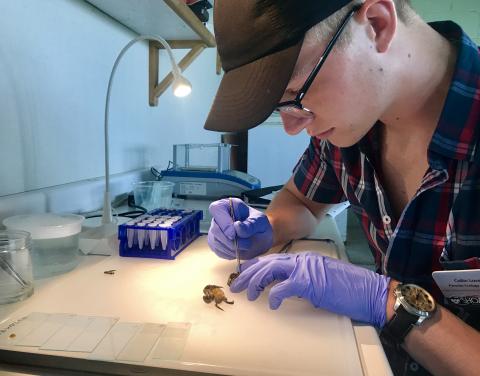 Photo of SML Parasite Ecology Intern working in the lab to extract parasites from a green crab