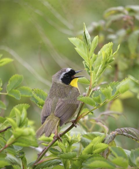 common-yellowthroat