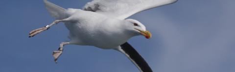 Great Black-backed Gull