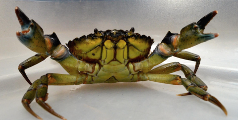 research-green-crab