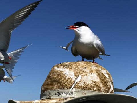 work-for-shoals-tern-adult