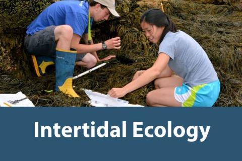 research-intertidal-ecology