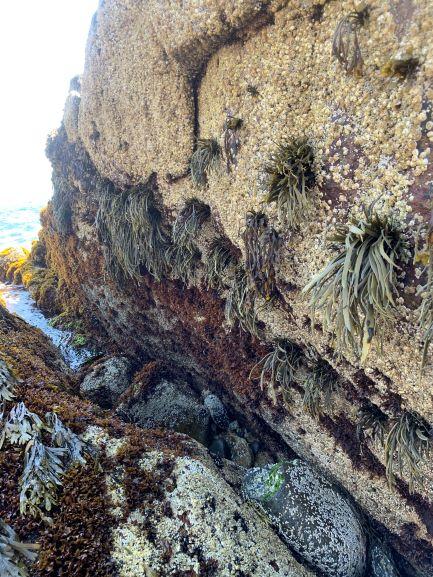 educational-resources-intertidal-ecology-zonation