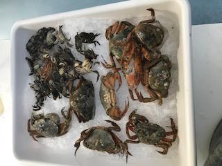 tray of invasive crabs