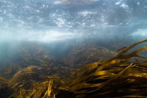 educational-resources-kelp-maine