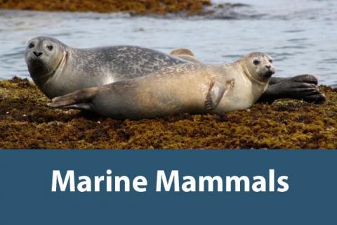 research-marine-mammal