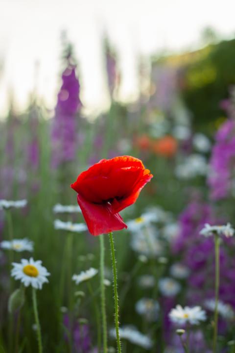 celia-thaxter-poppy