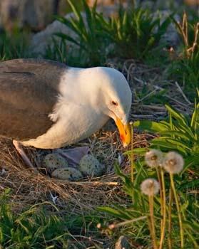research-gull-nest-monitoring
