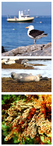 seabirds-seals-seaweed