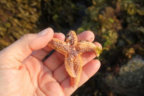 research-intertidal-transect