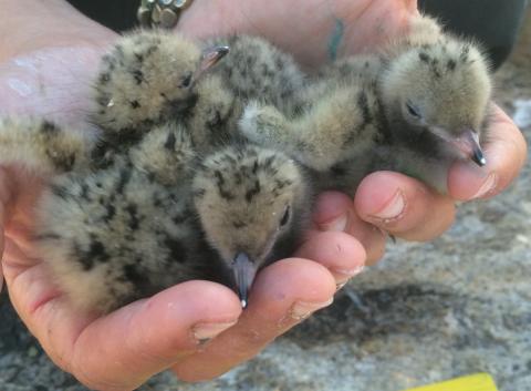 science-at-shoals-tern-chicks