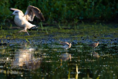 willet-foraging