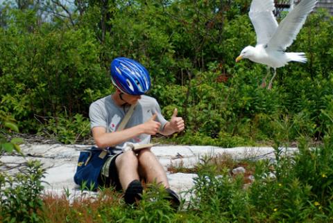 SML student studying nesting gull behavior.
