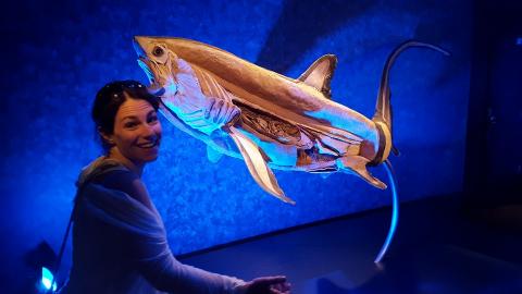 Dr. Stoehr with one of her favorite elasmobranchs, a bigeye thresher shark.