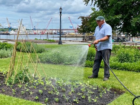 SML Master Gardener Terry Cook watering garden beds with a hose in Prescott Park