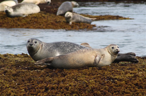 Harbor seals at neighboring Duck Island.