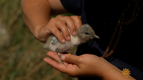 common tern chick in hand of scientist