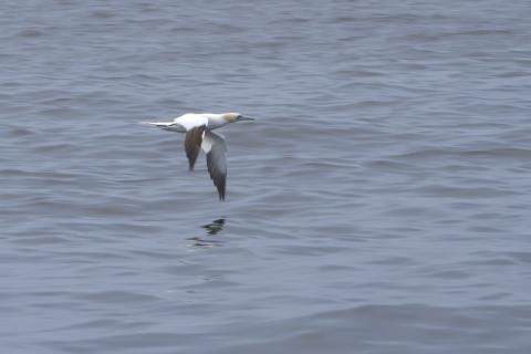 gannet