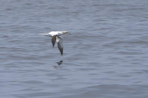 gannet