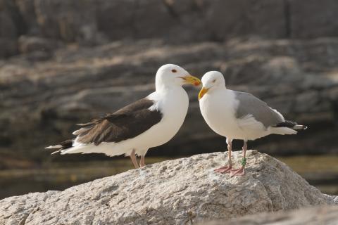 gulls