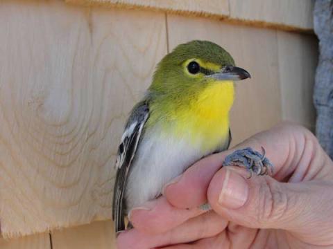 yellow throated vireo