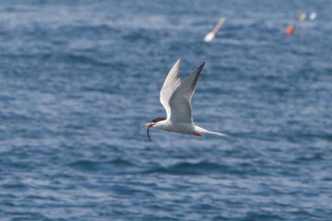 terns