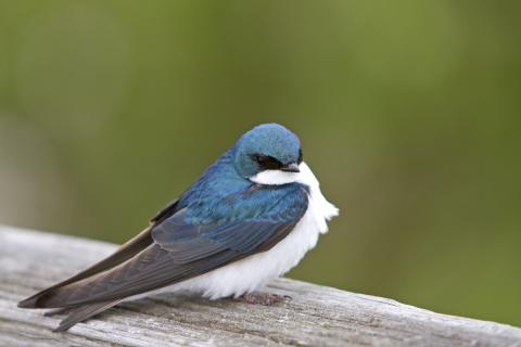 tree swallow