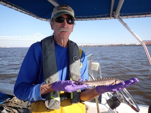 man holding a juvenile sturgeon 