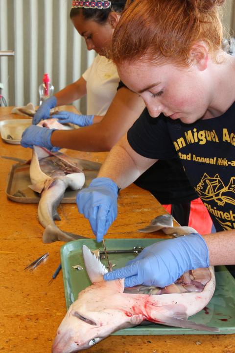 students in Anatomy and Function class dissecting a fish