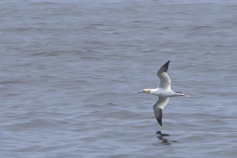 gannet flying over water