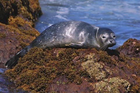 baby harbor seal on rock