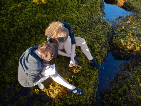 two students crouched by a small intertidal pool inspecting small organisms