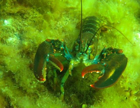 lobster among green algae