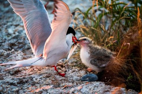 tagged tern