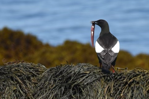 Guillemot