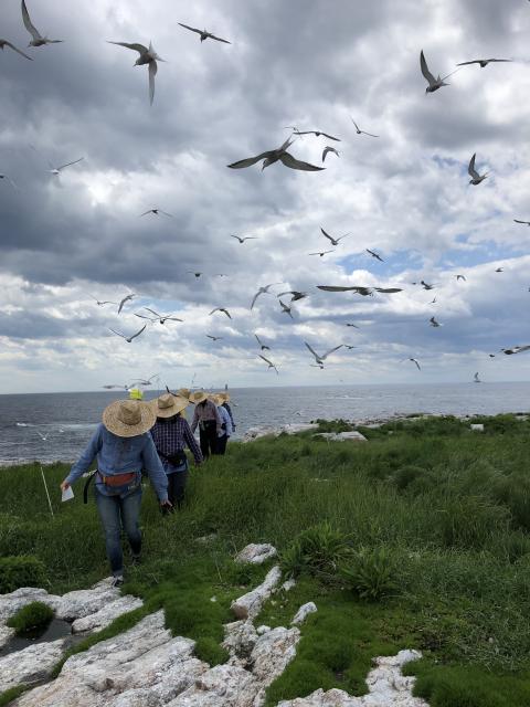 tern census