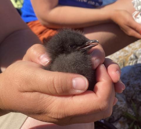 guillemot chick