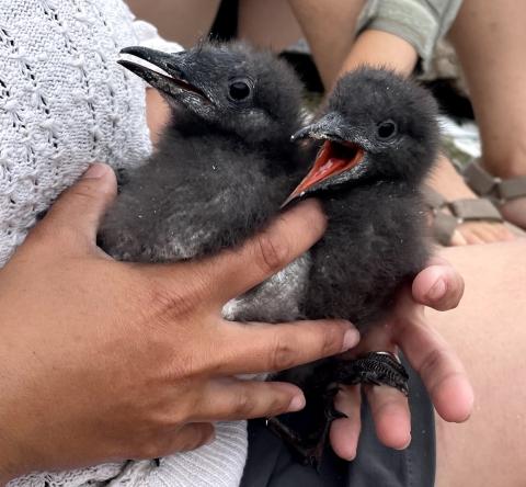 Guillemot chicks