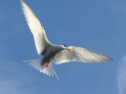 tern