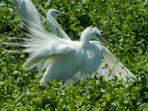 Great egret