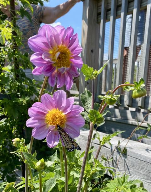 Dahlia with Butterfly