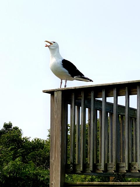 Gull on garden wall