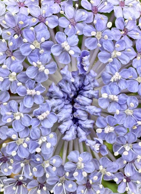 close up of small purple flowers