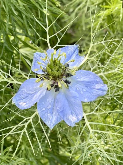 NIgella blue flower
