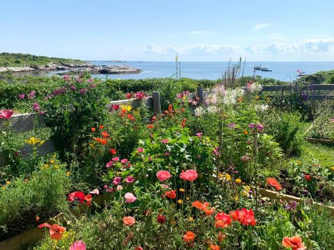 view of flowers on Appledore