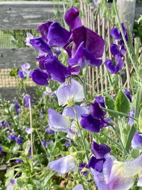 Sweetpea closeup